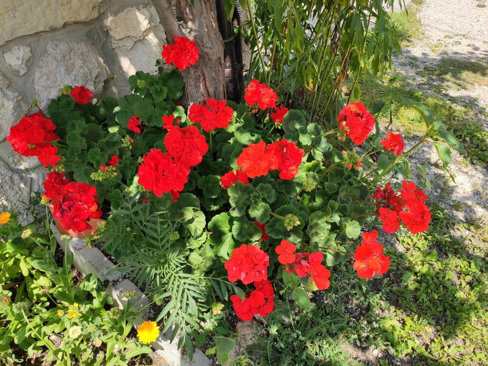 באדיה Villa Erica מראה חיצוני תמונה